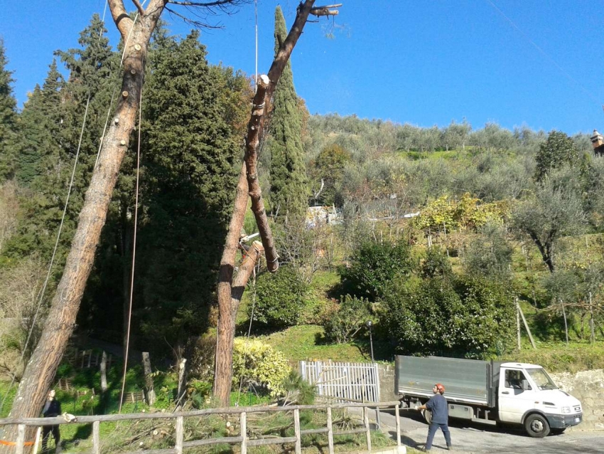 Abbattimento Pini Pistoia