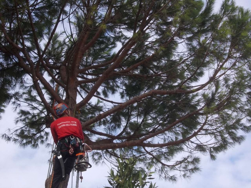 Pruning Pine in Florence