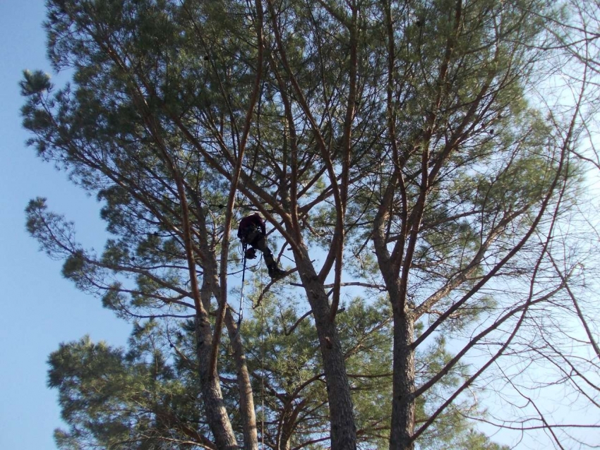 Potatura Pini a Prato