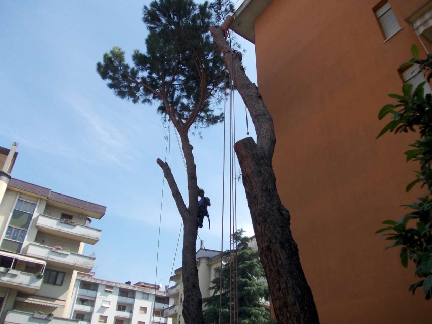 Abbattimento Pini comune di Prato