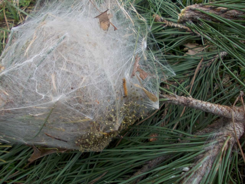 Rimozione Processionaria del Pino a Prato