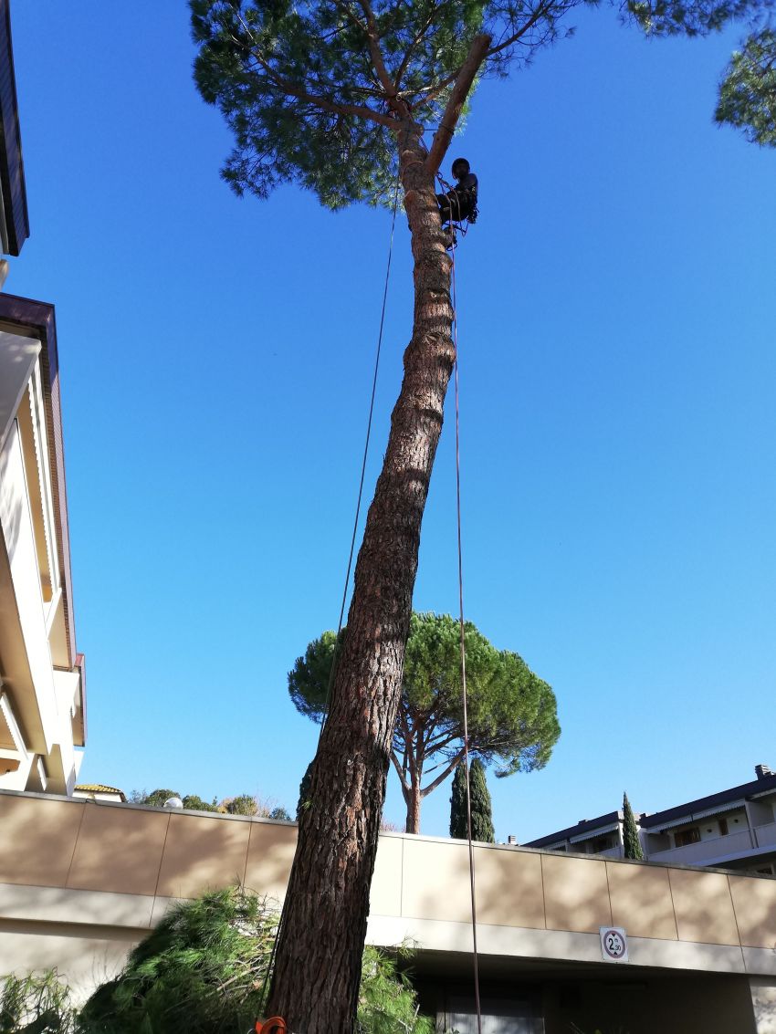 Abbattimento e reimpianto alberi
