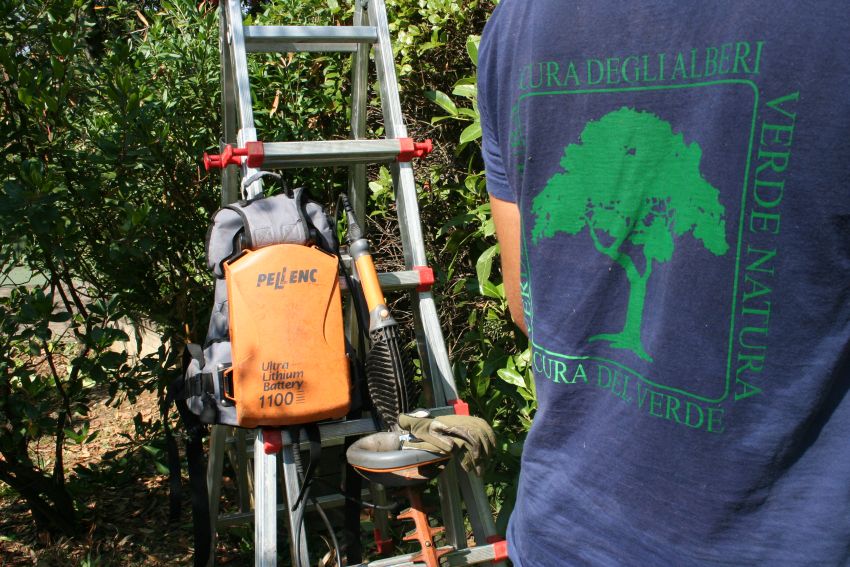 Potatura siepi Firenze