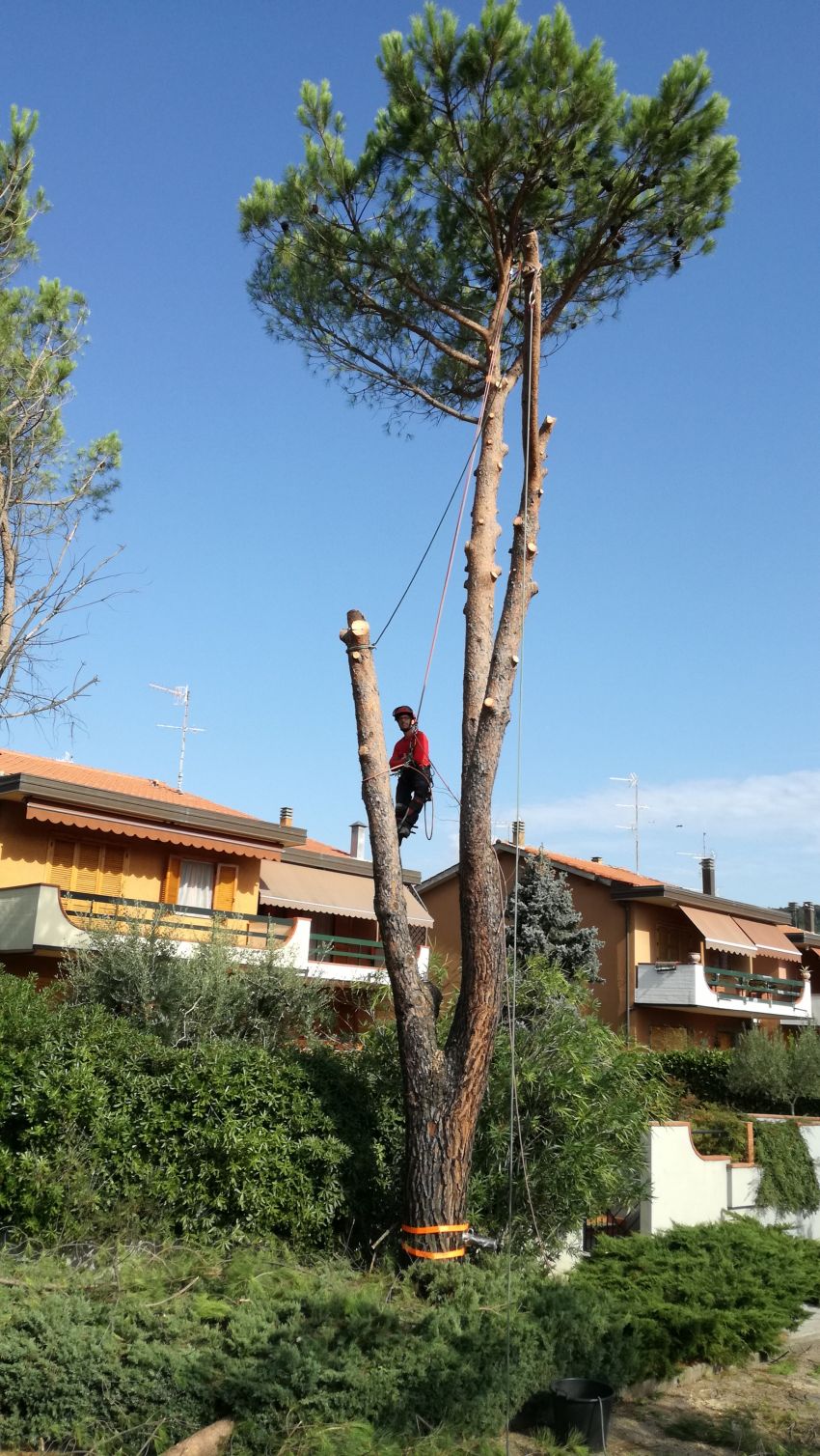 Abbattimento Pini a Prato