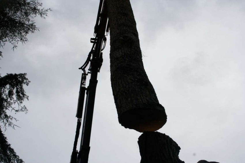 Abbattimento Pino con Gru