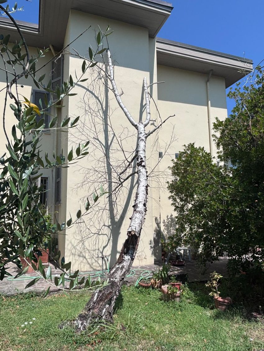 Albero sulla casa dopo forte vento